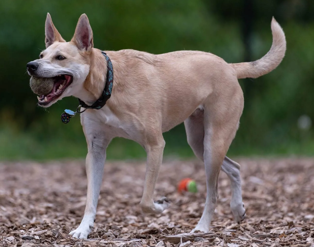 American Dingo (Carolina Dog)